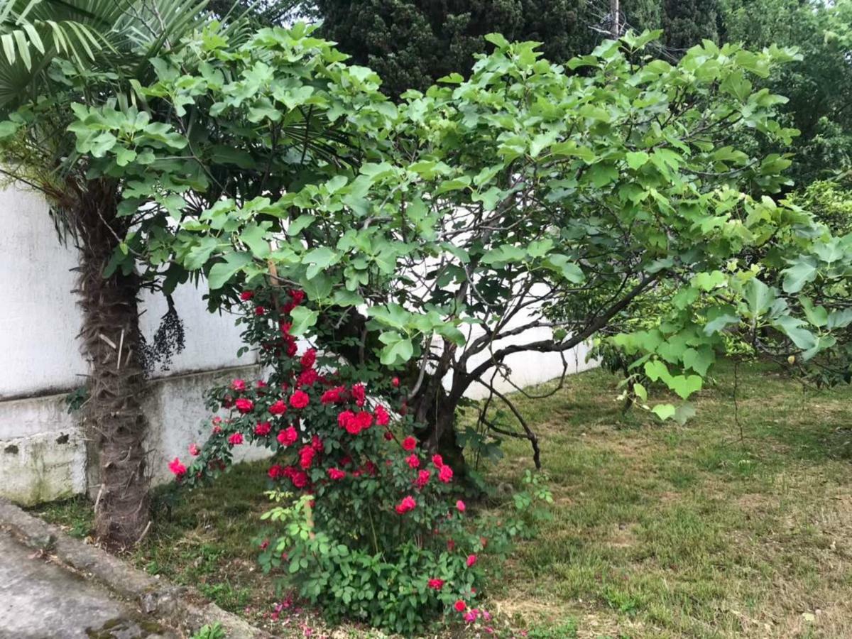 Guest House Dali Gagra Exterior photo