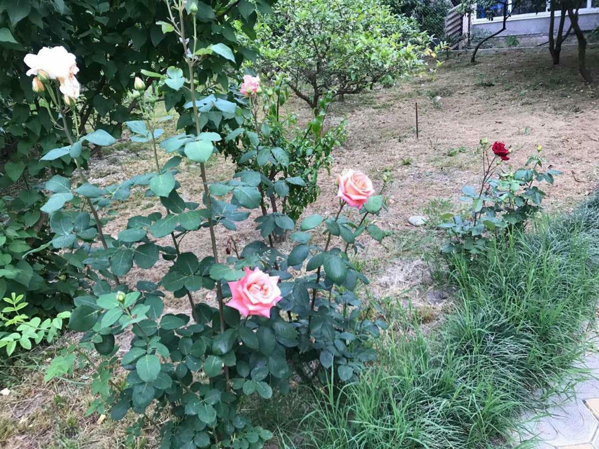 Guest House Dali Gagra Exterior photo